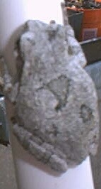 Climbing Tree Frog
